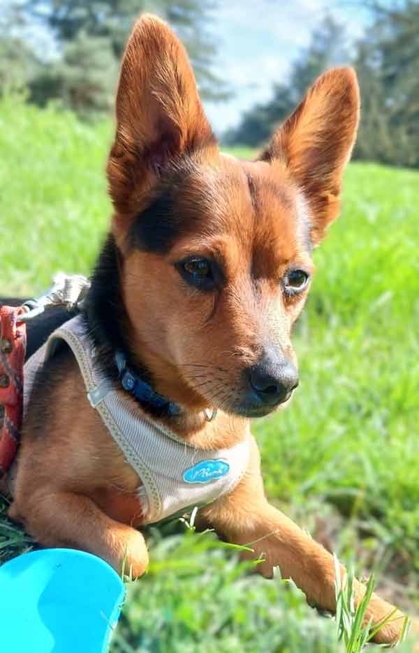 snoopy est un petit chien à adopter au refuge sos animaux 78 au Chesnay rocquencourt près de Versailles en avril 2024